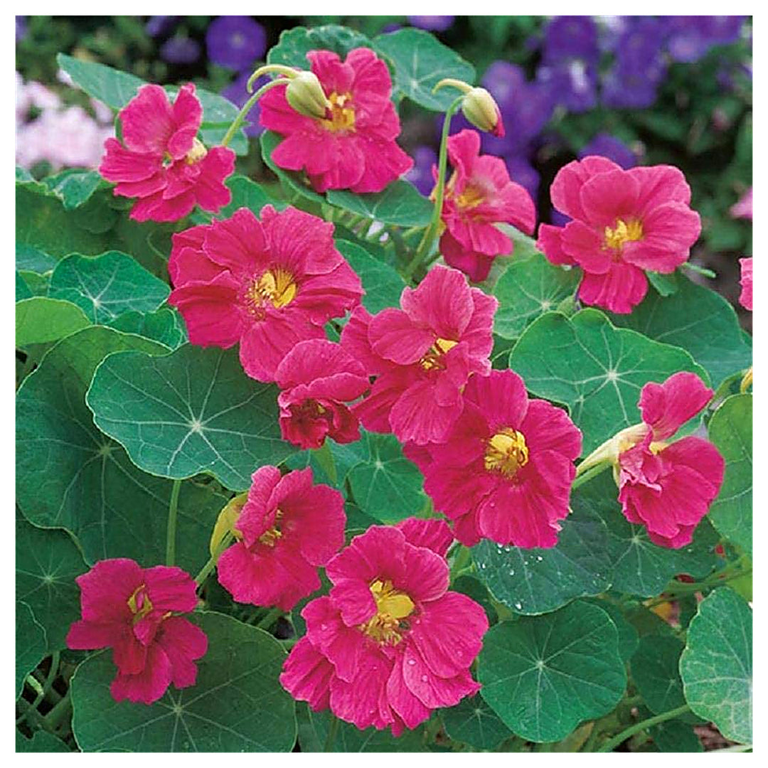 Pink Tropaeolum Majus Flower Seeds for Planting – Heirloom, Non-GMO, High Germination Nasturtium Garden Seeds | Neera Seeds product photo [neera-v4-1ea5ccdce2dcd52d553a]