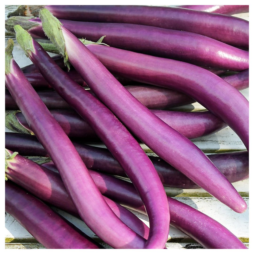 Aubergine Seeds for Planting – Heirloom, Non-GMO, High Germination Organic Garden Seeds for Delicious Eggplants | Neera Seeds product photo [neera-v4-1eafc1309cb2ac0f1c04]