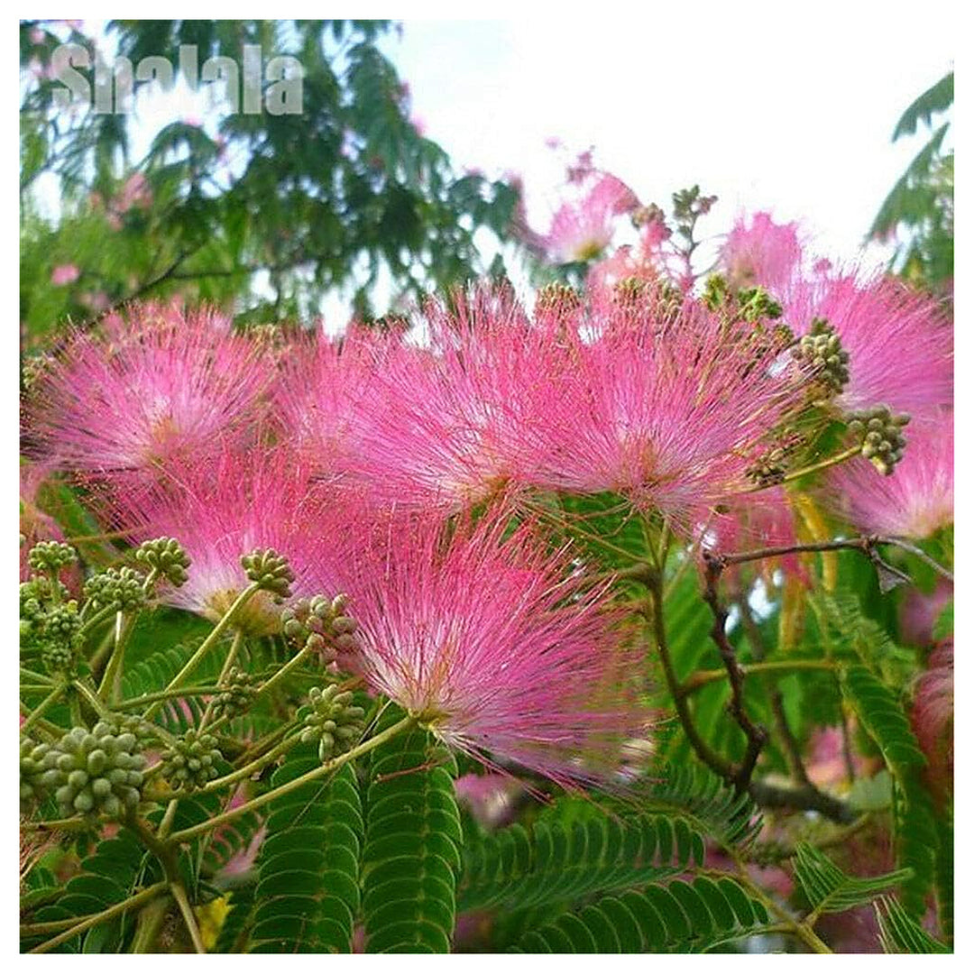 Organic Heirloom Pink Acacia Flower Seeds for Planting – Non-GMO High Germination Fragrant Tree Seeds | Neera Seeds product photo [neera-v4-1eb70dd2291f4d589333]