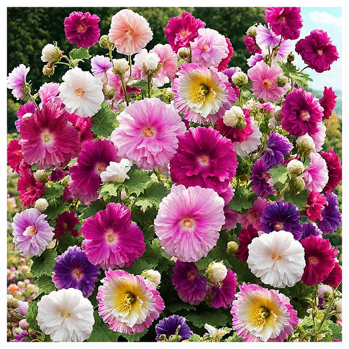 Heirloom Non-GMO Mixed Alcea Flower Seeds for Garden Planting – Vibrant Hollyhock Variety | Neera Seeds product photo [neera-v4-1ed6638107072f9225d3]