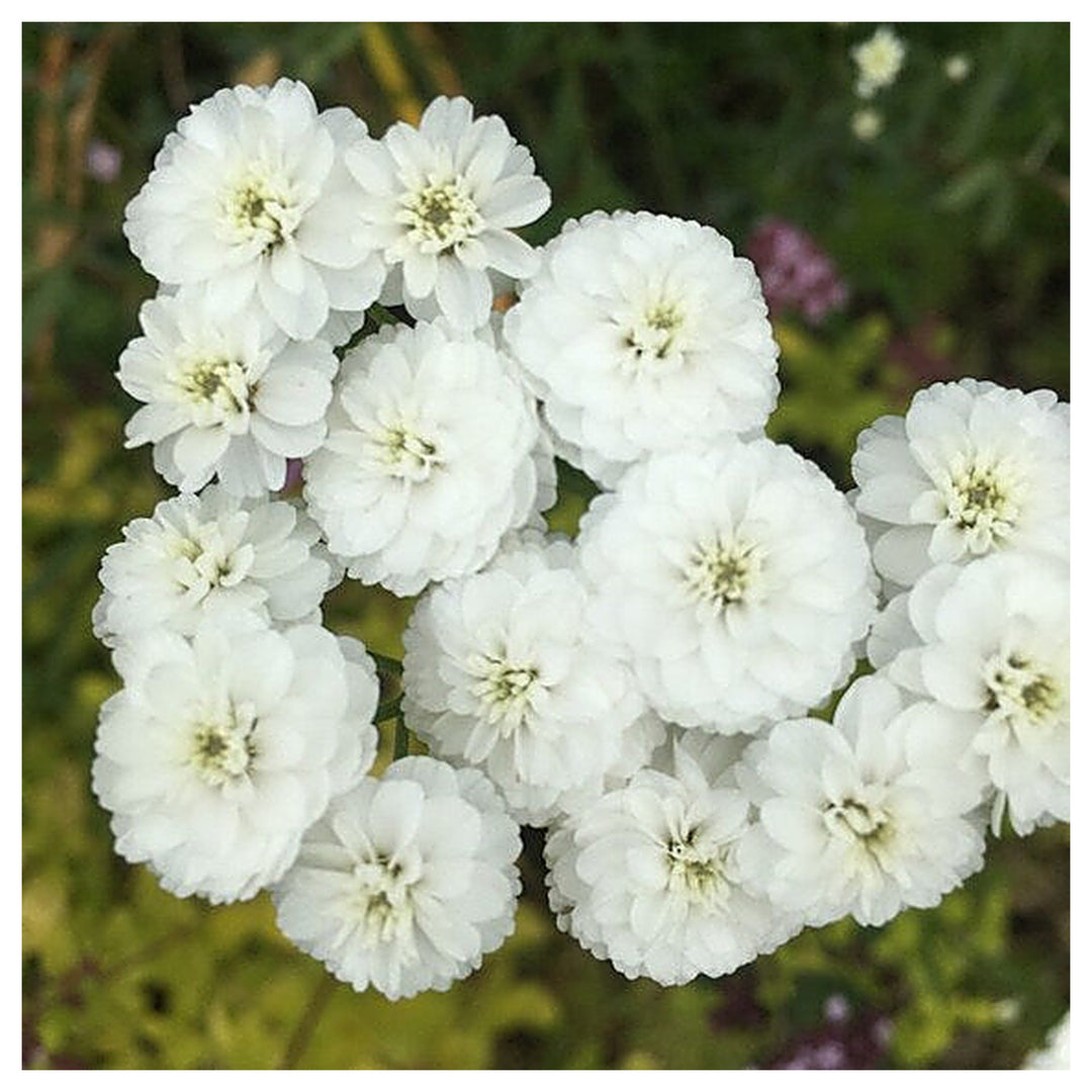White Pellitory Flower Seeds – Heirloom Non-GMO High Germination Seeds for Planting Organic Garden Blooms | Neera Seeds product photo [neera-v4-1ed7775f18910adba3dc]