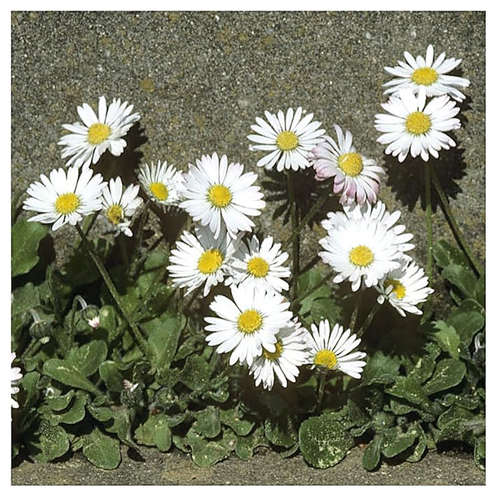 White Red All Season Combo Flower Daisy Dianthus Baby Doll Marigold Bicolor Mix Flower Seeds | Neera Seeds product photo [neera-v4-1ed9fbc0821a700334d3]