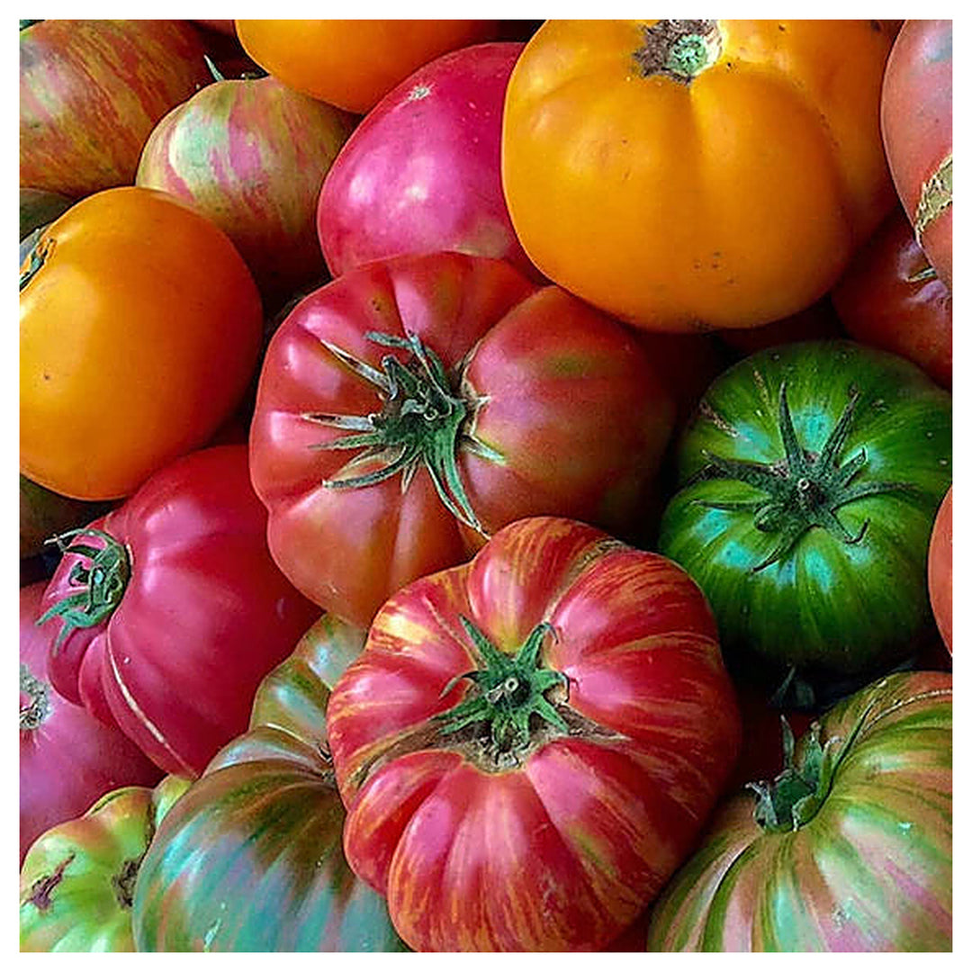 Mixed Color Beefsteak Tomato Seeds for Planting – Heirloom, Non-GMO, High Germination Organic Garden Seeds | Neera Seeds product photo [neera-v4-1ee024c233a134c707c9]