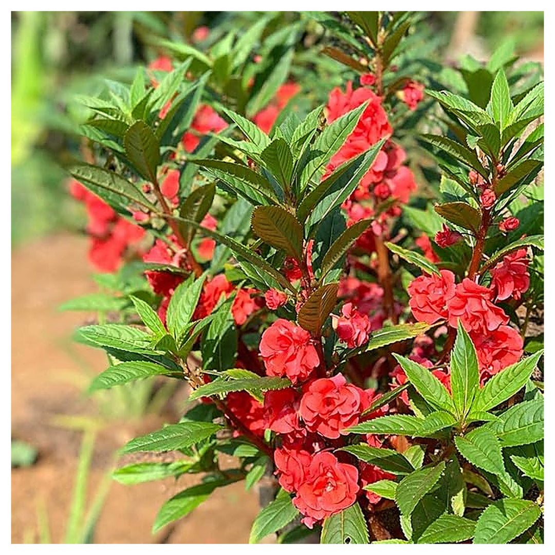 Heirloom Non-GMO Impatiens Balsamina Flower Seeds for Planting – Vibrant Garden Bloom Seeds | Neera Seeds product photo [neera-v4-1ee14a015a081432580f]