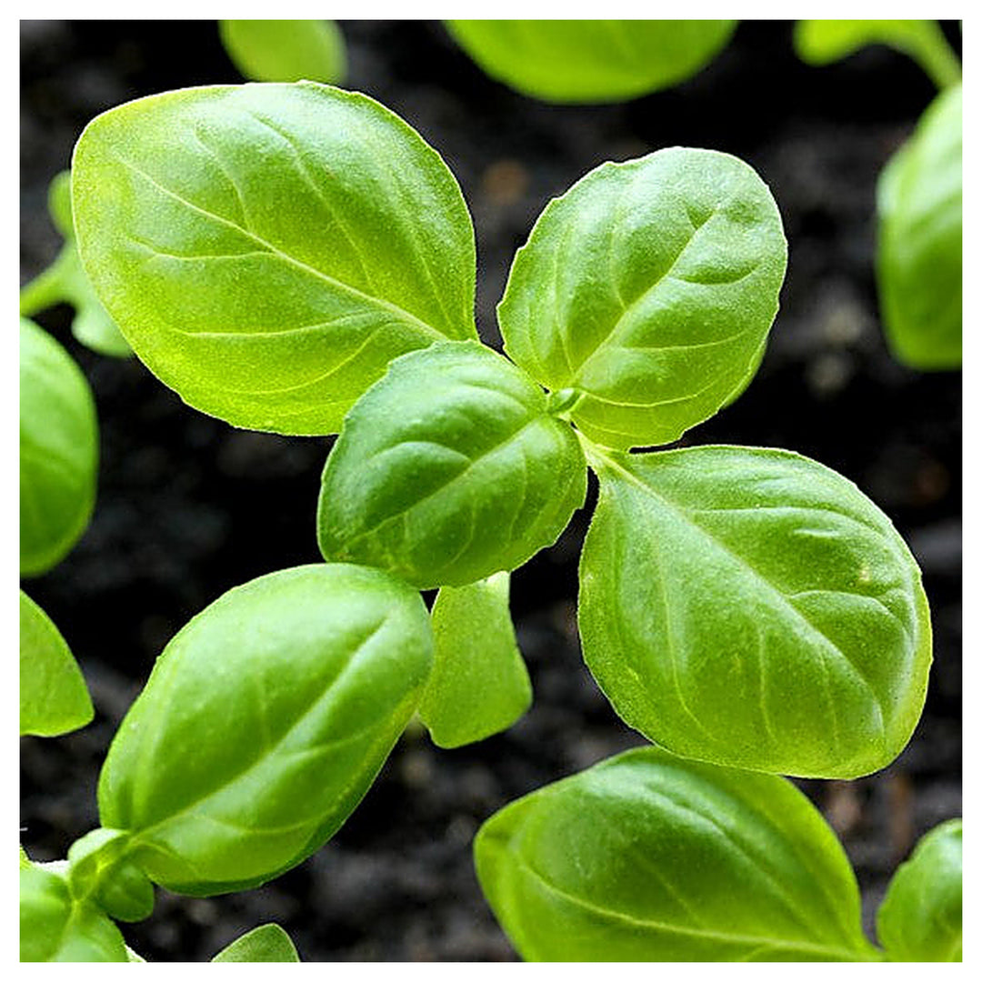 Genovese Basil Herb Seeds for Planting – Organic, Heirloom, Non-GMO, High Germination Organic Garden Seeds for Culi | Neera Seeds product photo [neera-v4-1ef4c3176ea055394dfe]