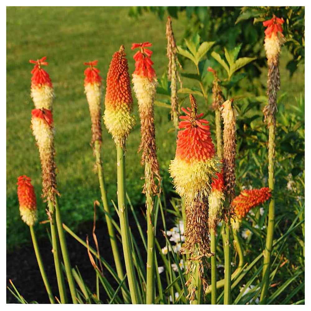 Heirloom Non-GMO Red Yellow Kniphofia Flower Seeds – Vibrant Torch-Lily Seeds for Planting | Neera Seeds product photo [neera-v4-1efa8bd10017e95b484d]