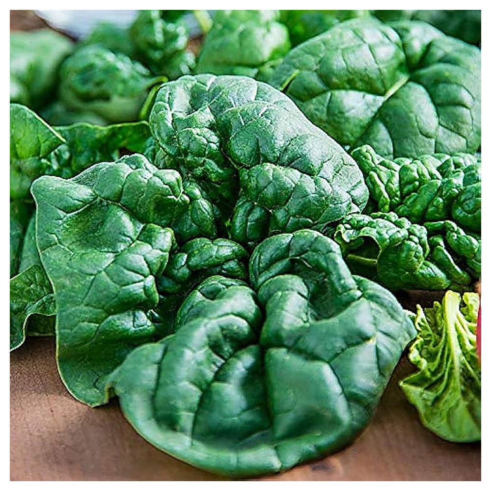 Bloomsdale Long Standing Spinach Seeds for Planting – Heirloom, Non-GMO, High Germination Organic Vegetable Seeds | Neera Seeds product photo [neera-v4-1efd5024eea27813e97d]