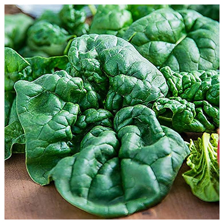 Bloomsdale Long Standing Spinach Seeds for Planting – Heirloom, Non-GMO, High Germination Organic Vegetable Seeds | Neera Seeds product photo [neera-v4-1efd5024eea27813e97d]