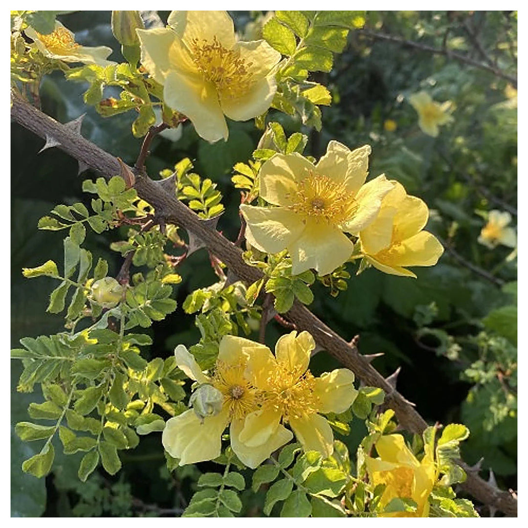 Heirloom Non-GMO Rosa Xanthina Flower Seeds for Planting – Fragrant Yellow Wild Rose Blooms | Neera Seeds product photo [neera-v4-1f0e745743843c7290a1]