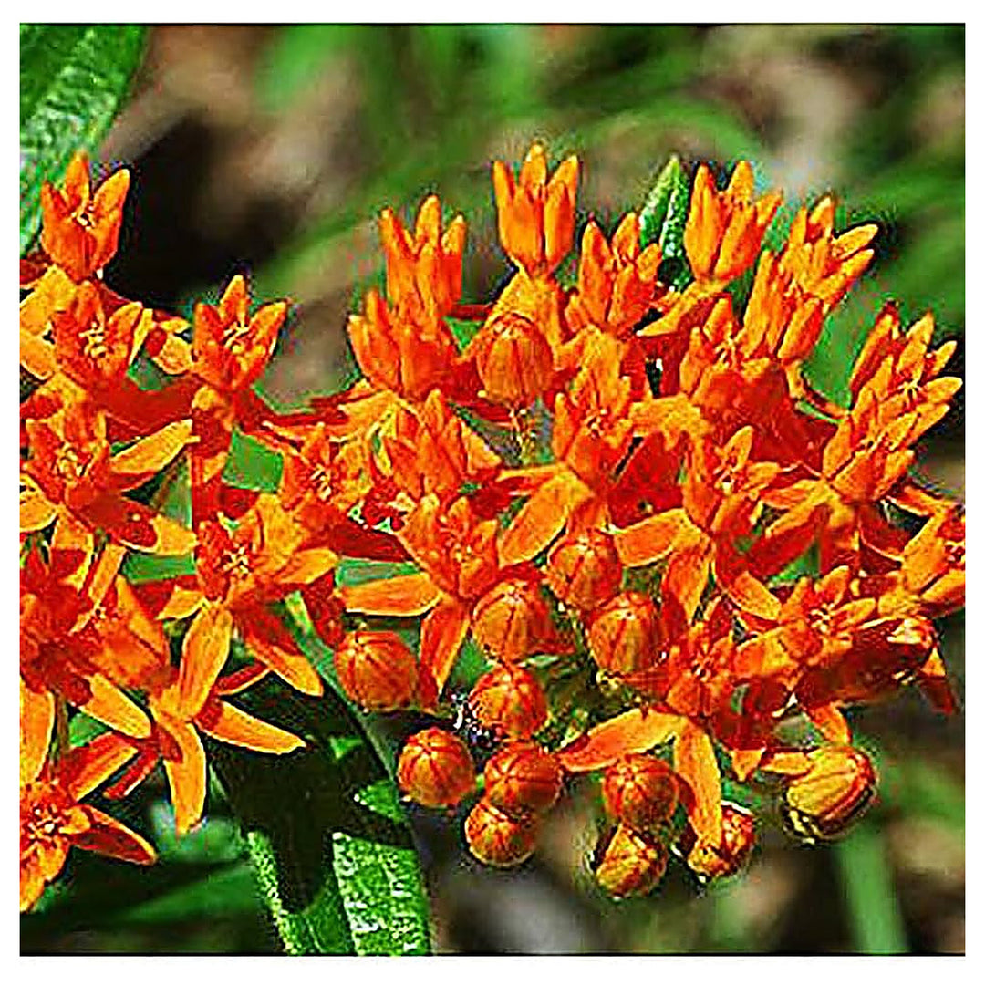 Asclepias Asperula Antelope Horns For Planting Asclepias Asperula For Wildflower Gardens And | Neera Seeds product photo [neera-v4-1f0e941ba030f8c273e6]