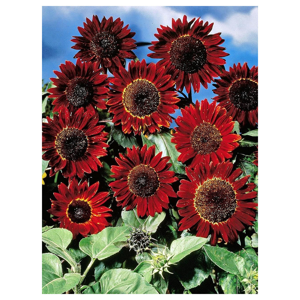 Maroon Sunflower Seeds for Planting – Bold Blooms, Easy to Grow, Perfect for Gardens & Borders | Neera Seeds product photo [neera-v4-1f1cb445195dfa791ee4]