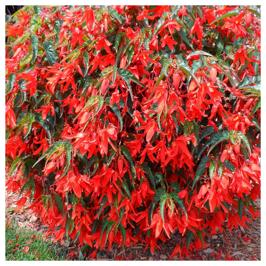 Heirloom Non-GMO Trailing Begonia Flower Seeds for Planting – Cascading Shade-Loving Blooms | Neera Seeds product photo [neera-v4-1f4c6a6918e175a8ce6d]