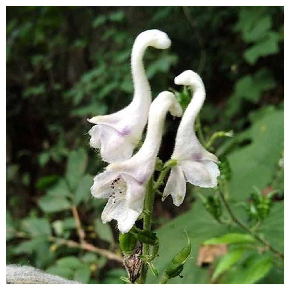 Heirloom Non-GMO White Swan Flower Seeds – Elegant Garden Blooms for Planting | Neera Seeds product photo [neera-v4-1f5d297c11f92dbb2aa9]