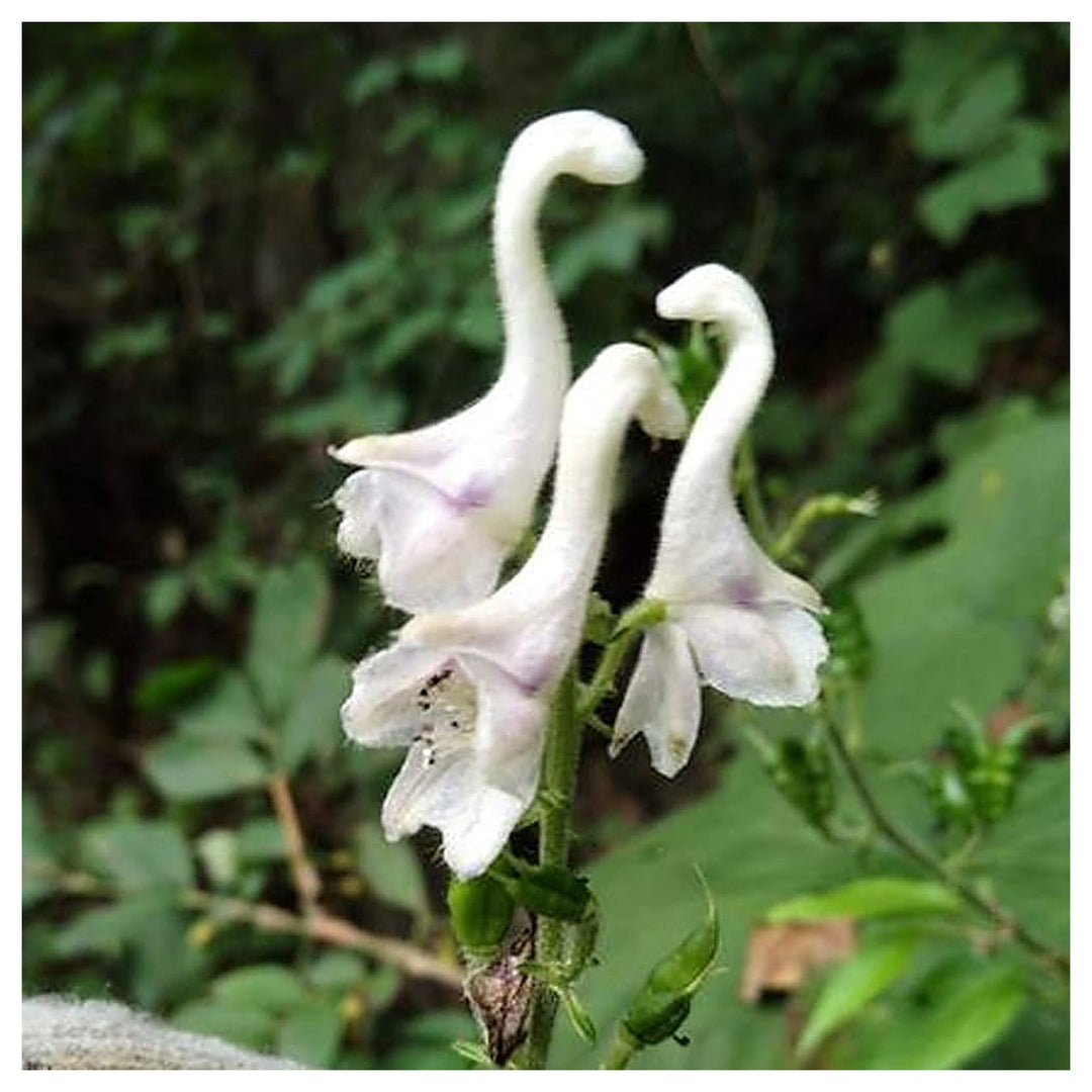 Heirloom Non-GMO White Swan Flower Seeds – Elegant Garden Blooms for Planting | Neera Seeds product photo [neera-v4-1f5d297c11f92dbb2aa9]