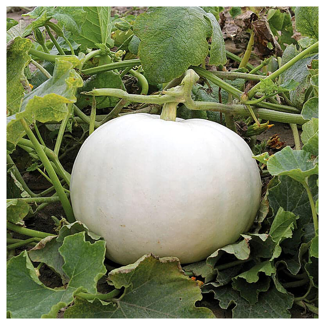 White Pumpkin Vegetable Seeds for Planting – Heirloom, Non-GMO, High Germination Organic Garden Seeds | Neera Seeds product photo [neera-v4-1f648c984783cec115a6]