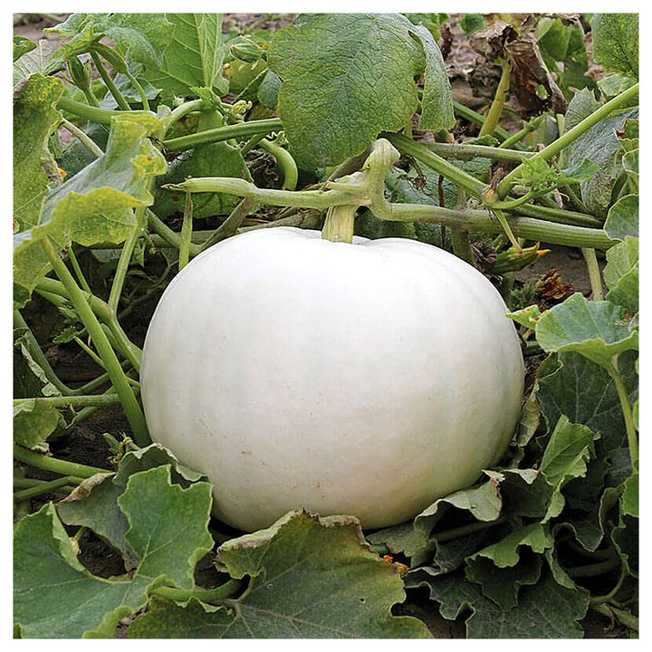 White Pumpkin Vegetable Seeds for Planting – Heirloom, Non-GMO, High Germination Organic Garden Seeds | Neera Seeds product photo [neera-v4-1f648c984783cec115a6]