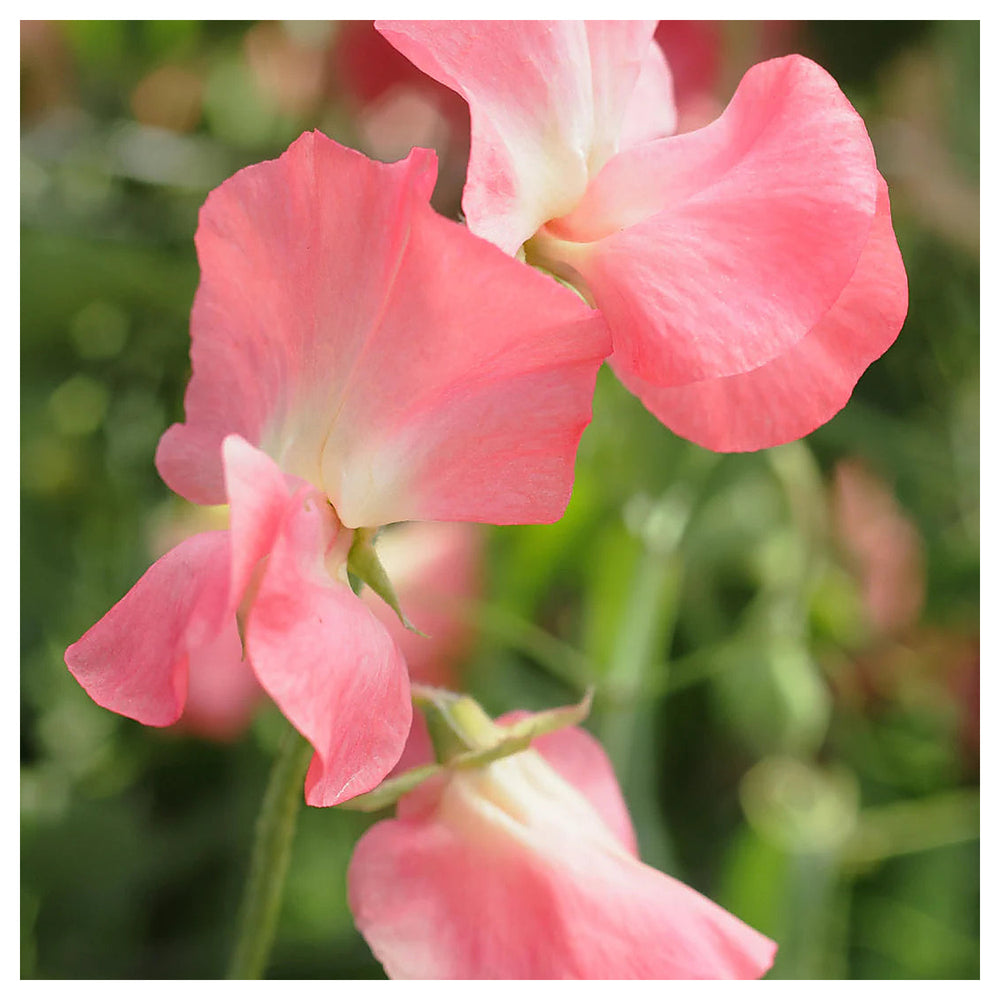 Sweet Pea Elegance Watermelon Flower Seeds for Planting – Heirloom Non-GMO Seeds Fragrant Blooms | Neera Seeds product photo [neera-v4-1f65d66547b7eb48030f]
