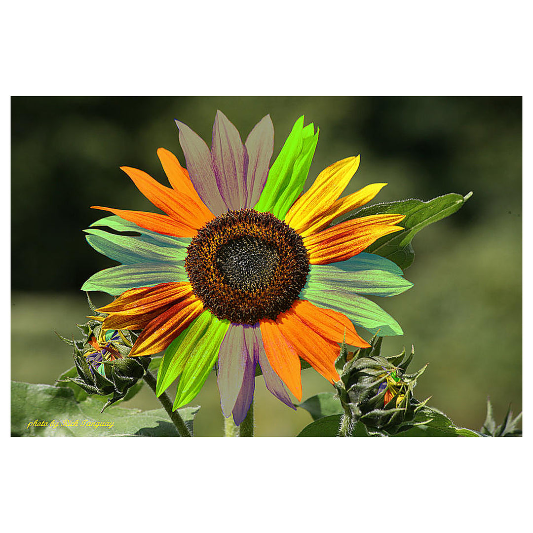Rainbow Sunflower Seeds for Planting – Grow Colorful, Non-GMO, Easy-to-Grow Blooms in Your Garden | Neera Seeds product photo [neera-v4-1f6ba55c0be85d46c103]