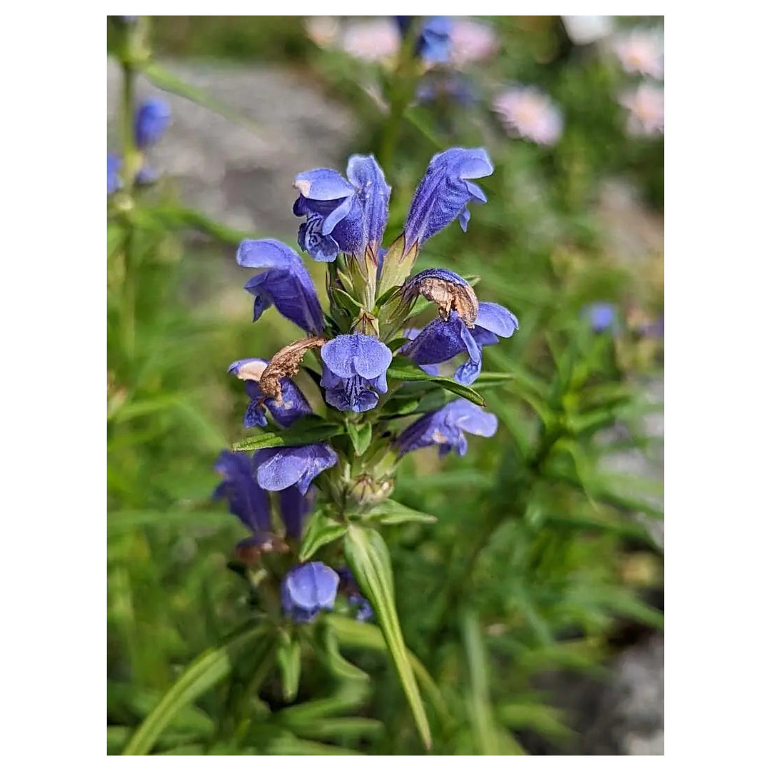 Dracocephalum Flower Seeds – Heirloom Non-GMO Dragonhead Blooms for Pollinator-Friendly Garden Planting | Neera Seeds product photo [neera-v4-1f77b8b79f5a68fc9019]