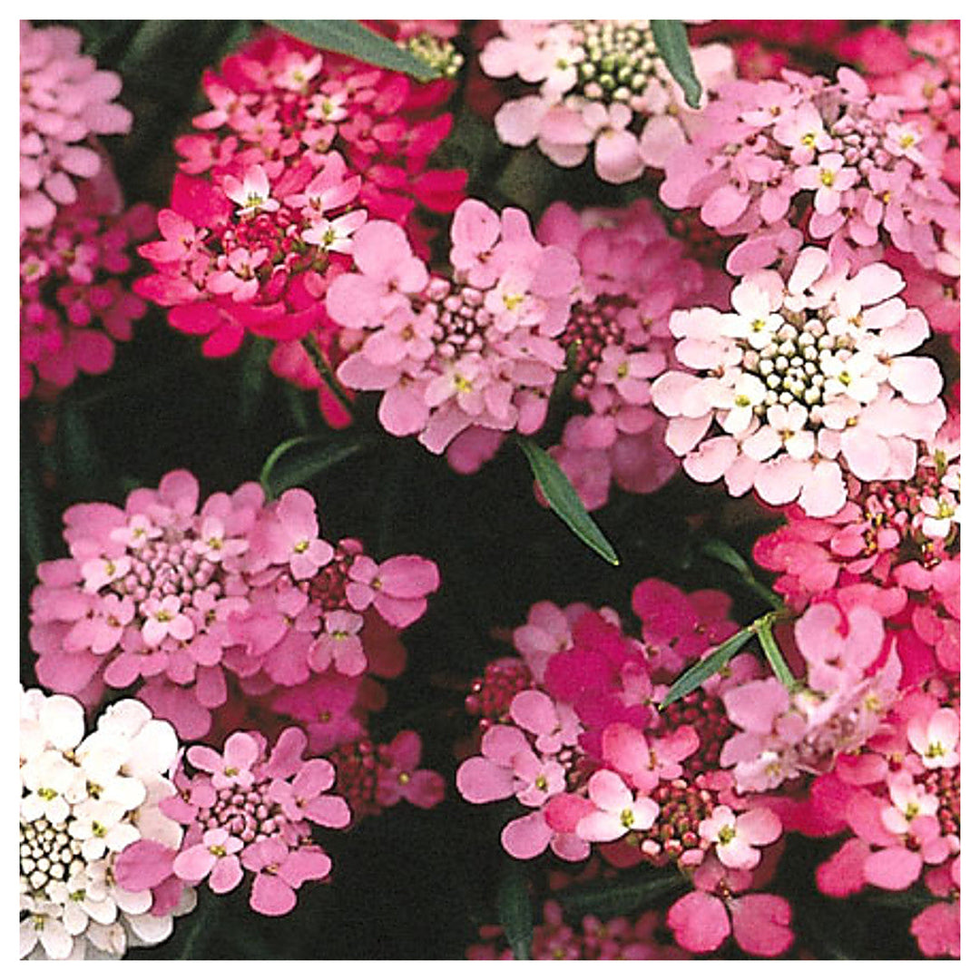 Purple Pink Iberis Candytuft Mix For Colorful Garden Blooms Flower Seeds for Home Garden Planting, | Neera Seeds product photo [neera-v4-1f7ae8dc32be7e8b3c21]