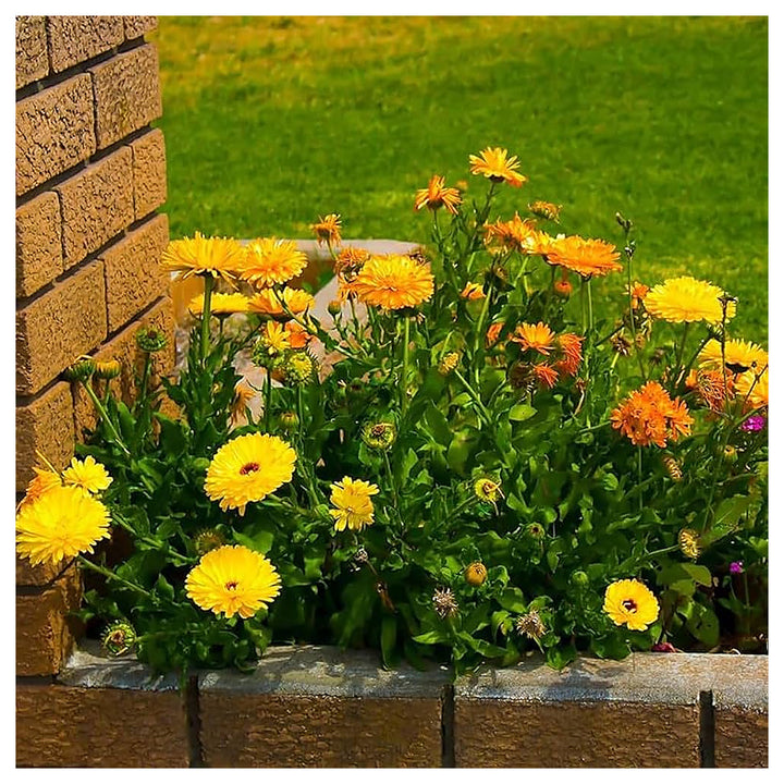 Calendula Calendula Officinalis Flower For Planting Flower Seeds for Home Garden Planting, Vibrant | Neera Seeds product photo [neera-v4-1f8d5981e832d6bc7daa]