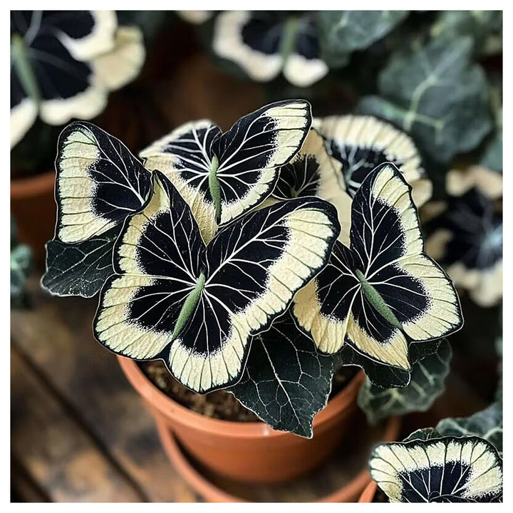 Moonlight Butterfly Begonia Flower Seeds - Cream | Heirloom Non-GMO Seeds for Planting, High Germination | Neera Seeds product photo [neera-v4-1f9c89063f28bbe9fc03]