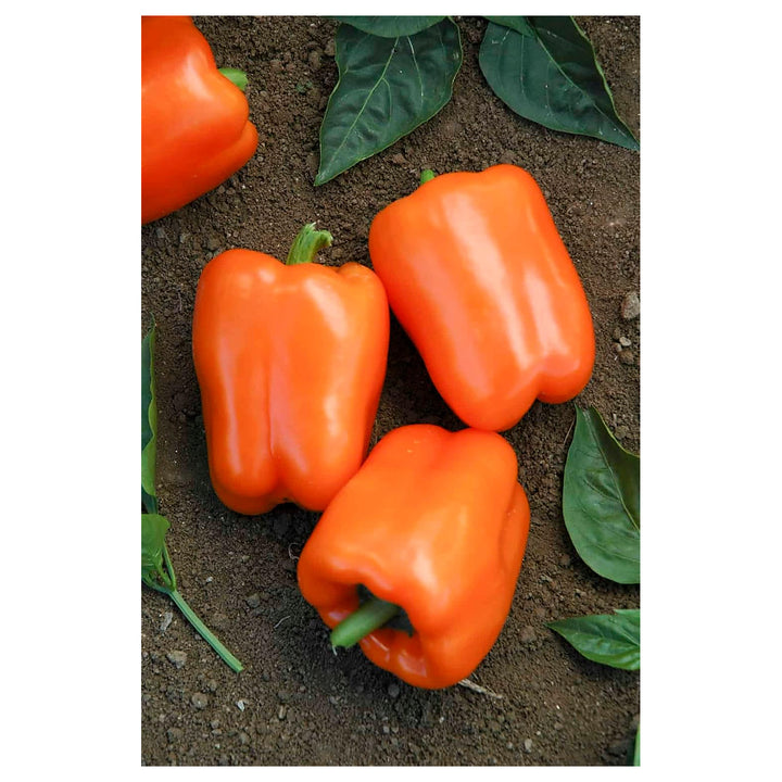 Heirloom Sweet Pepper Vegetable Seeds for Planting – Non-GMO, Organic Garden Seeds with High Germination | Neera Seeds product photo [neera-v4-1fa76e1330cca006821f]