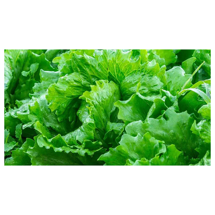 Lettuce Vegetable Seeds for Planting – Heirloom, Non-GMO, High Germination Organic Seeds for Salad &amp; Home Garden Gr | Neera Seeds product photo [neera-v4-1faa6c5018b3d1e7baf7]