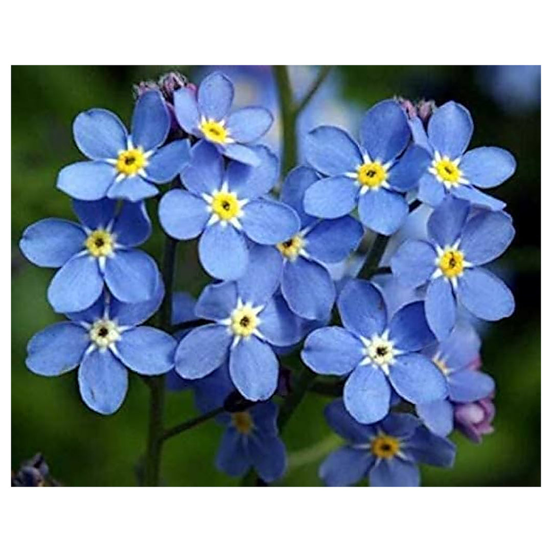 Blue get Me Not Myosotis Sylvatica Flower Planting Garden Flower Seeds Home Garden | Neera Seeds product photo [neera-v4-1fadb54004695bd48c24]