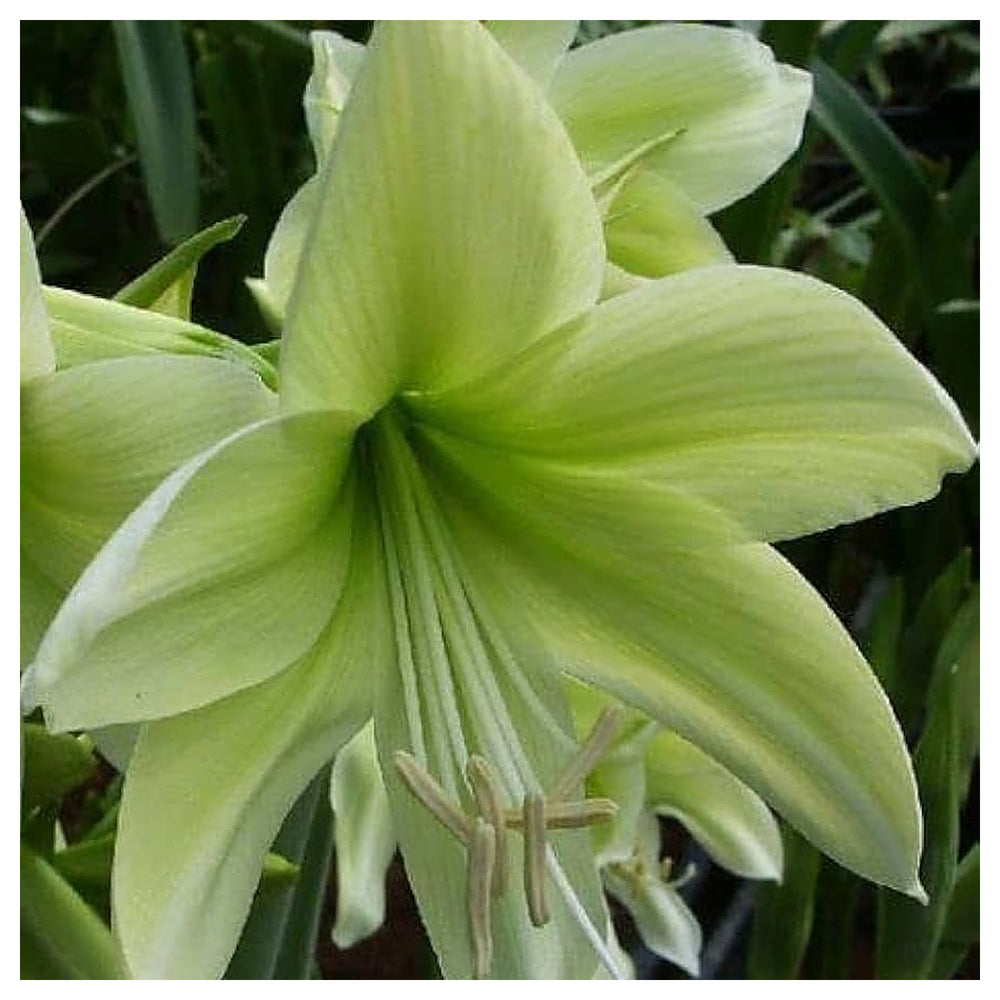 Light Green Hippeastrum Rutilum Flower Seeds for Planting – Heirloom Non-GMO High Germination Amaryllis Seeds | Neera Seeds product photo [neera-v4-1fb0cf7d06d8ddfaa807]