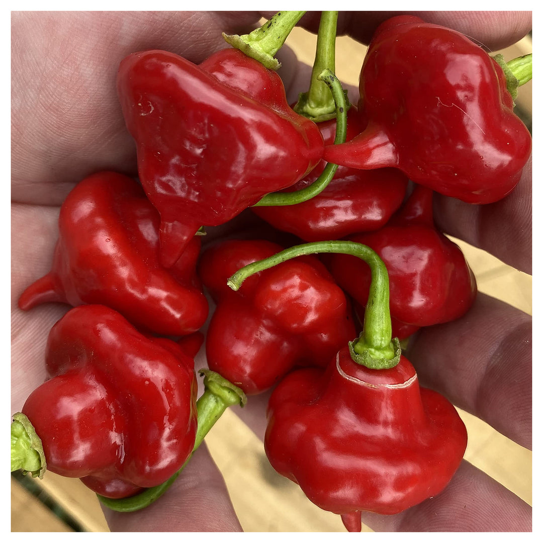 Sweet Cuban Aji Cachucha Capsicum Chinense Pepper For Planting Flower Seeds for Home Garden | Neera Seeds product photo [neera-v4-1fb0f2998cba10f7f923]