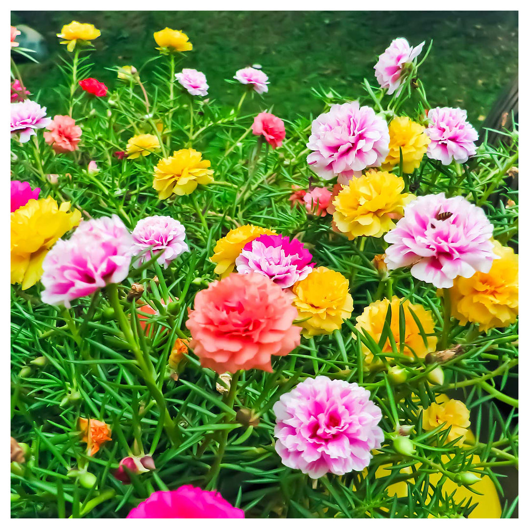 Pink Portulaca Portulaca Griflora Moss Rose Flower For Planting Ground Cover For Pots Home | Neera Seeds product photo [neera-v4-1fb669b7eaf64c697265]