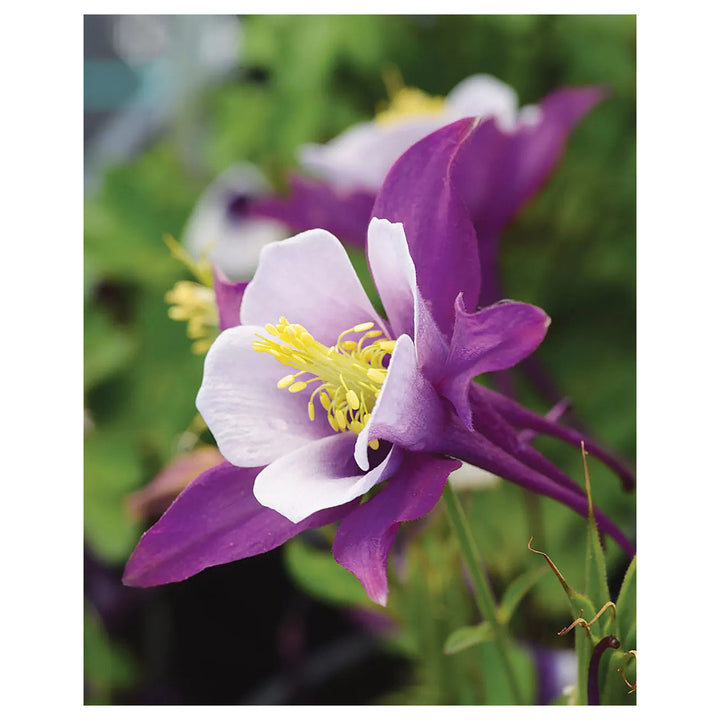 Columbines Purple Flower Seeds for Planting – Organic, Heirloom, Non-GMO Seeds | Neera Seeds product photo [neera-v4-1fb996d6bd1aca9c43eb]