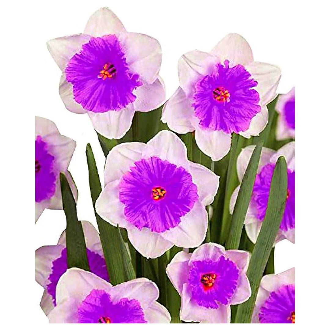 Nema Double Petals Narcissus Flower Seeds for Planting – Heirloom, Non-GMO, High Germination Organic Garden Seeds | Neera Seeds product photo [neera-v4-1fbf754e1bb7ab3247e1]