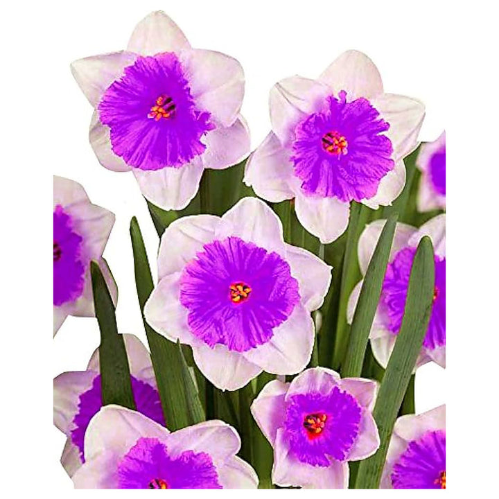 Nema Double Petals Narcissus Flower Seeds for Planting – Heirloom, Non-GMO, High Germination Organic Garden Seeds | Neera Seeds product photo [neera-v4-1fbf754e1bb7ab3247e1]
