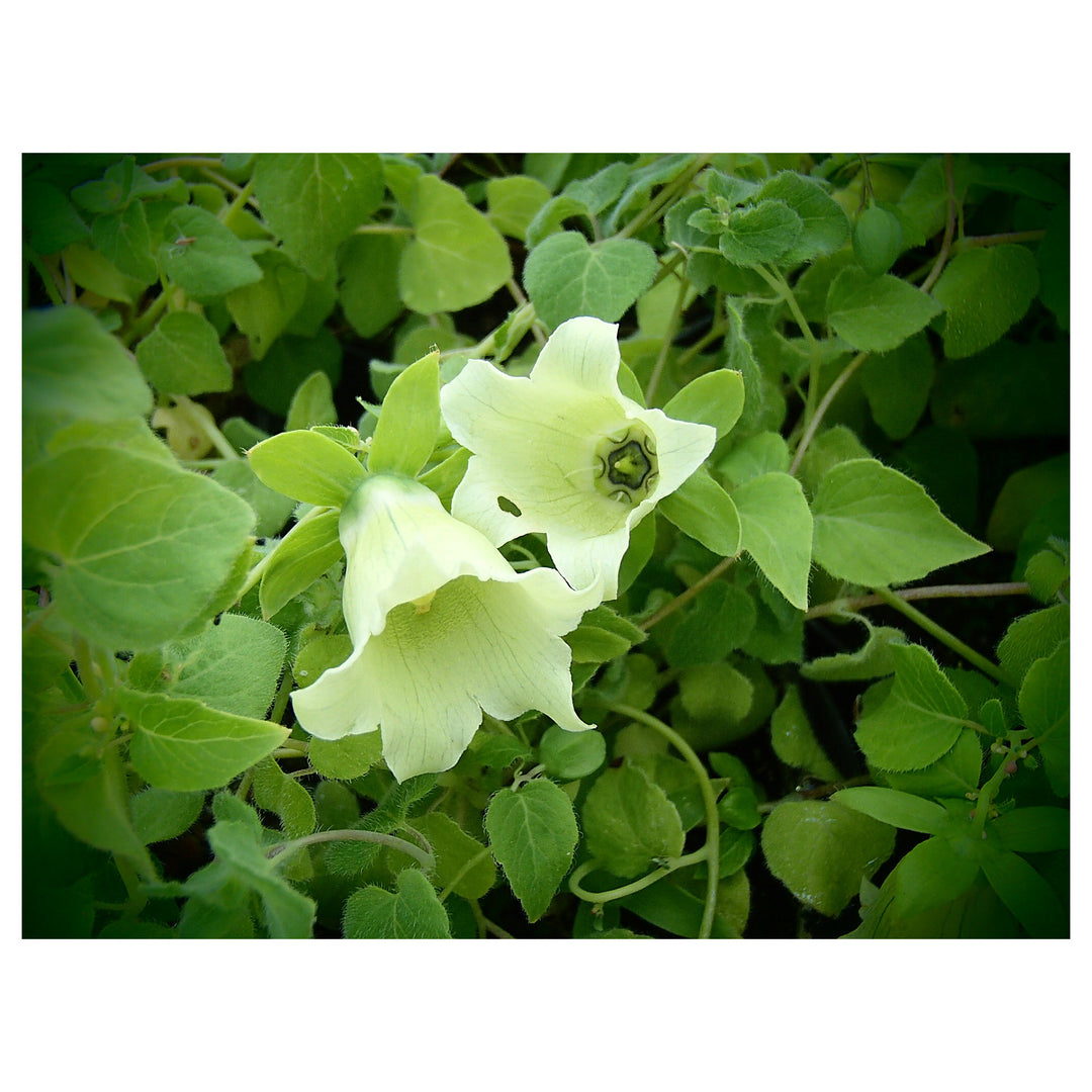 Heirloom Non-GMO Codonopsis Flower Seeds for Garden Planting – Rare Blooms Variety | Neera Seeds product photo [neera-v4-1fcc0e6090ecebbbac25]