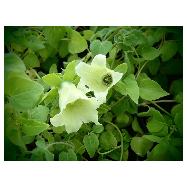 Heirloom Non-GMO Codonopsis Flower Seeds for Garden Planting – Rare Blooms Variety | Neera Seeds product photo [neera-v4-1fcc0e6090ecebbbac25]