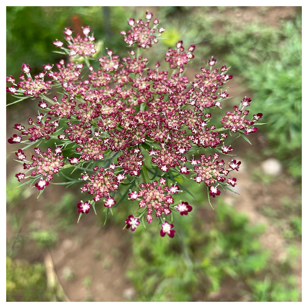 False Queen Anne's Lace Flower Seeds – Heirloom, Non-GMO, High Germination Organic Garden Seeds for Planting | Neera Seeds product photo [neera-v4-1fdbef0699c33ed18902]