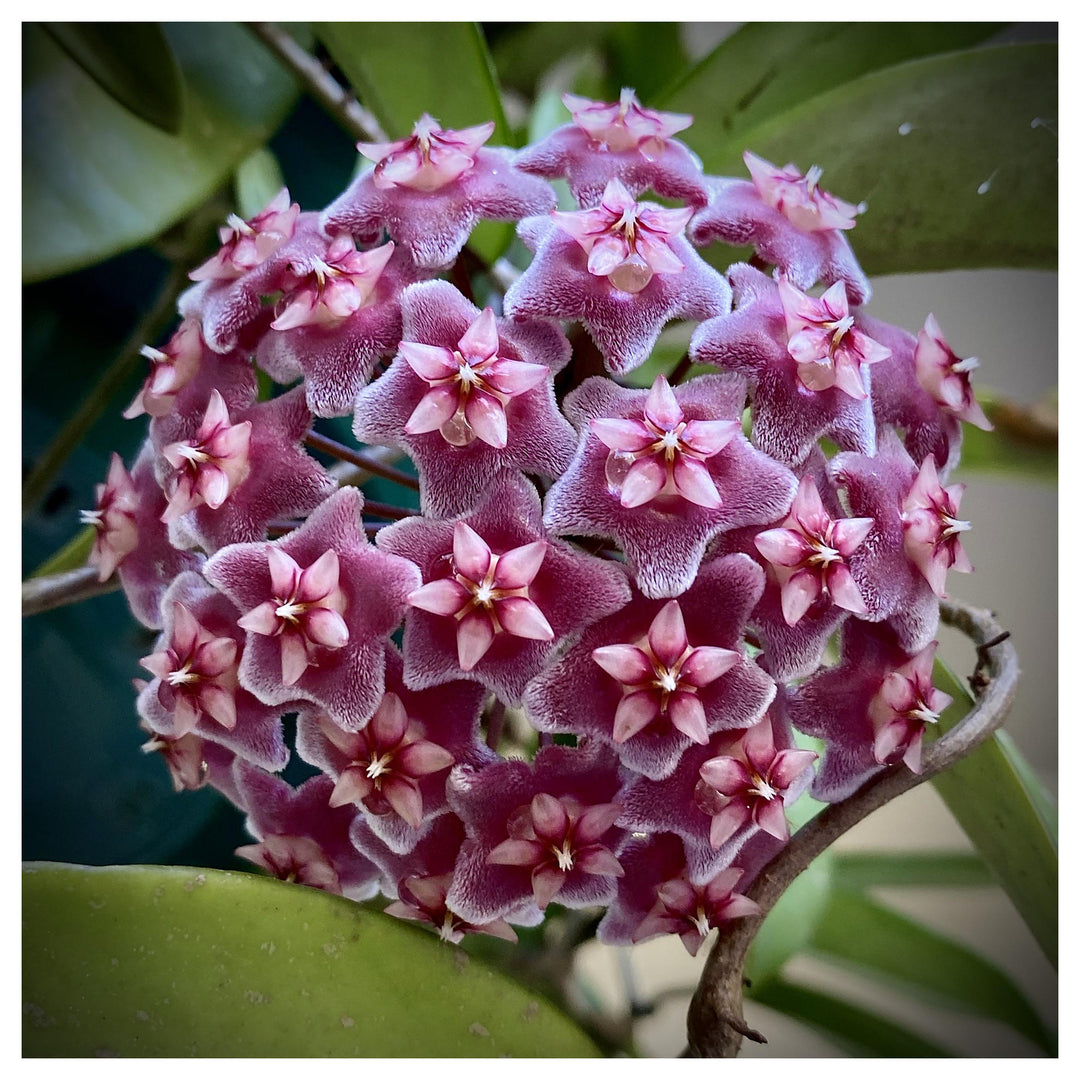 Heirloom Maroon Hoya Flower Seeds for Planting – Non-GMO, Unique Fragrant Garden Blooms | Neera Seeds product photo [neera-v4-1fdce29be1ab8132d653]