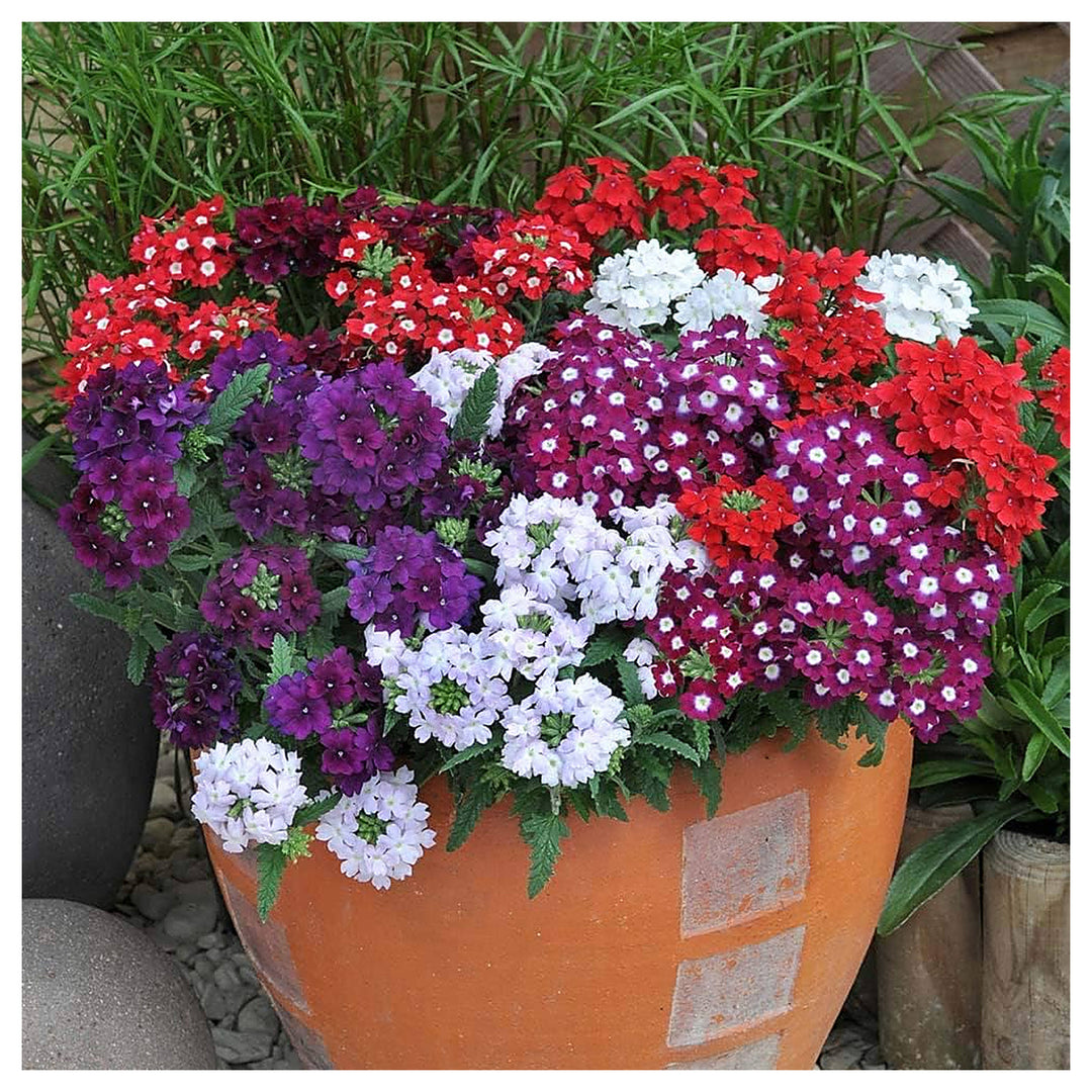 Verbena Flower Verbena Spp Planting Flower Bed And Urban Garden Flower Seeds Home | Neera Seeds product photo [neera-v4-1feb93be5d66358f3de6]