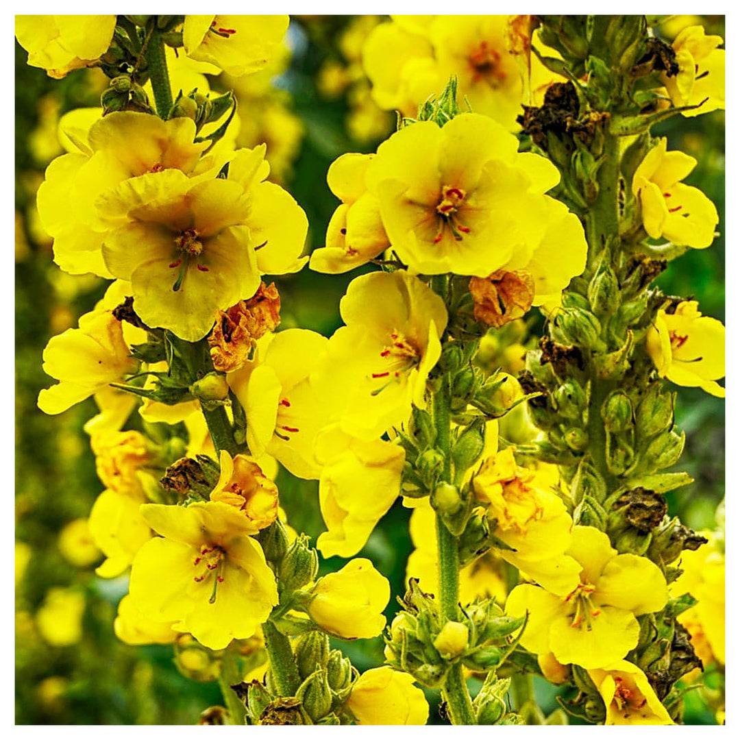 Yellow Mullein Flower Seeds for Planting – Heirloom, Non-GMO, High Germination Garden Seeds | Neera Seeds product photo [neera-v4-2007fd54bae7b3b09291]
