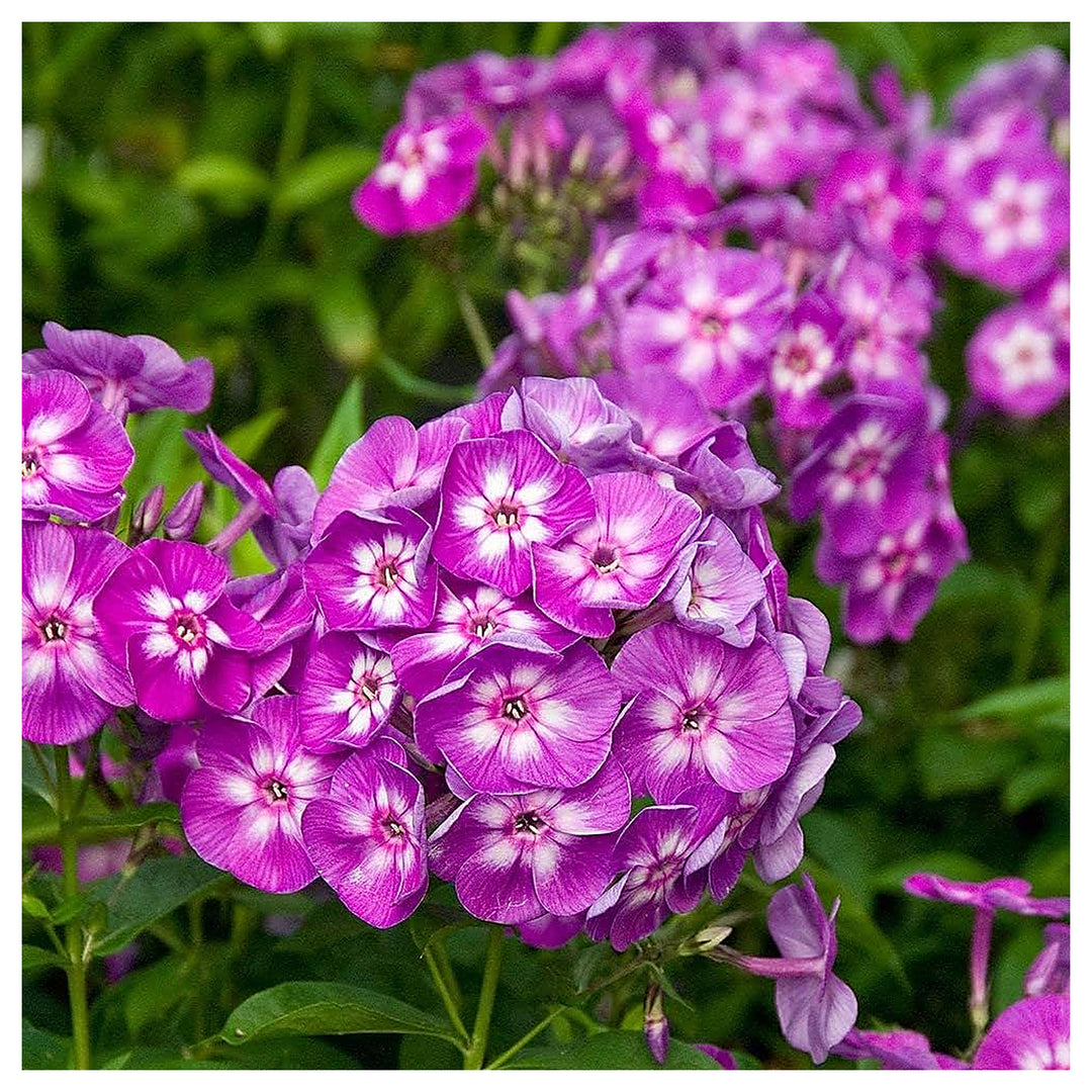 Colorful Garden Phlox Nora Leigh Flower For Planting Flower Seeds for Home Garden Planting, Vibrant | Neera Seeds product photo [neera-v4-2037a25e57eec1758cd9]