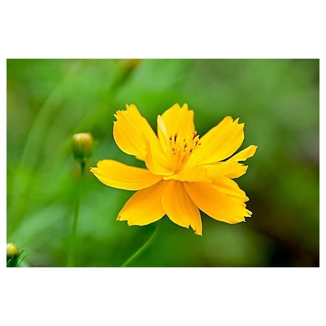 Orange Yellow Cosmos Bright Lights Sulphur Flower Flower Seeds for Home Garden Planting, Decorative | Neera Seeds product photo [neera-v4-203c8ded470599c24785]