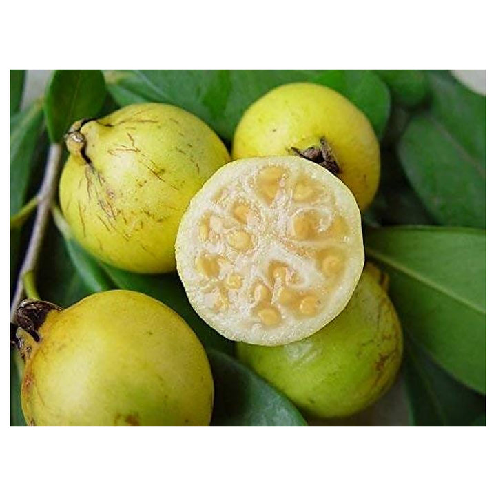 Rare Yellow Strawberry Guava Fruit Seeds for Planting – Heirloom, High Germination, Non-GMO Organic Garden Seeds | Neera Seeds product photo [neera-v4-2042ce1e755c5ffa2708]