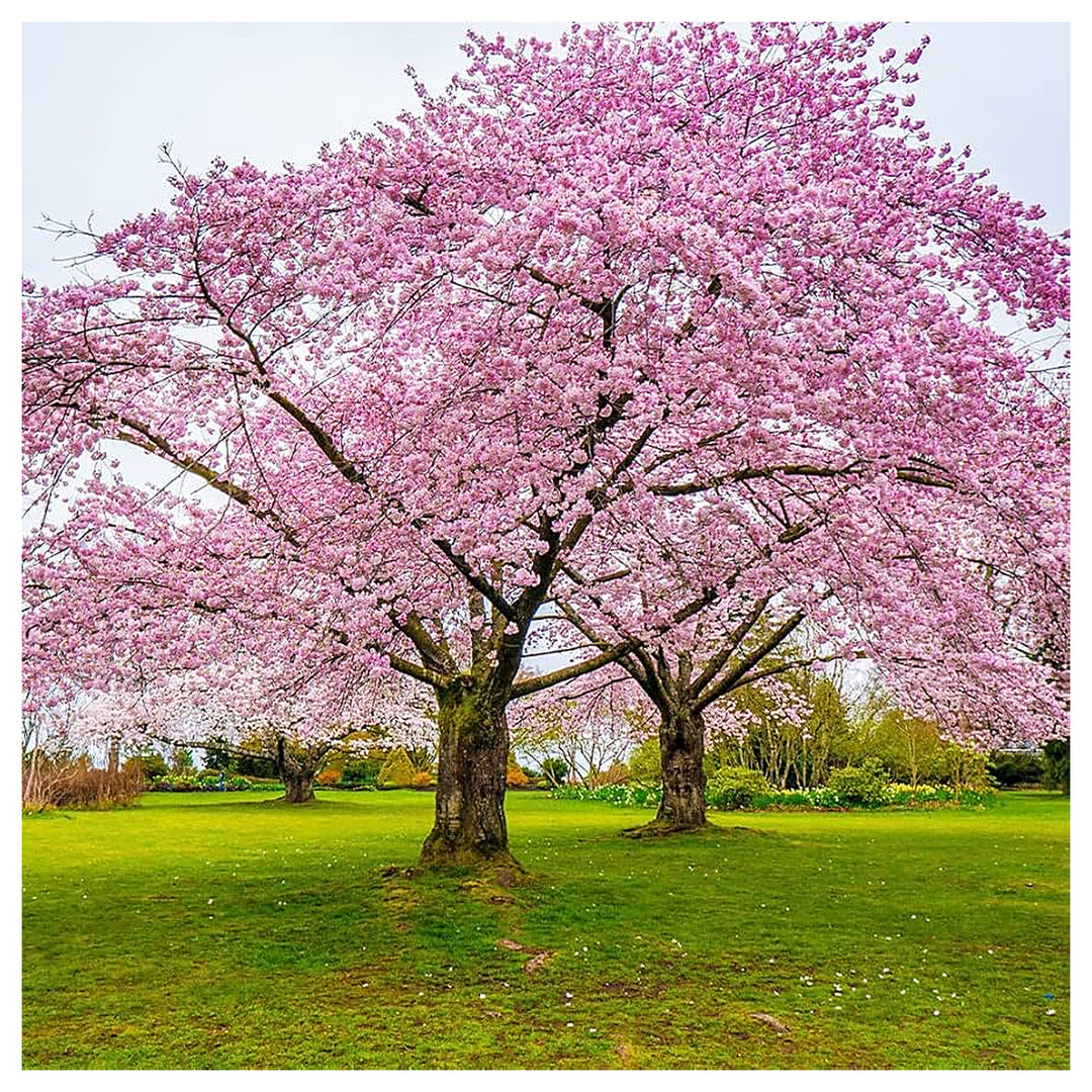 Japanese Sakura Bonsai Cherry Blossom Planting Indoor And Outdoor Garden Flower Seeds | Neera Seeds product photo [neera-v4-2058ac9ccde5efe1aaed]