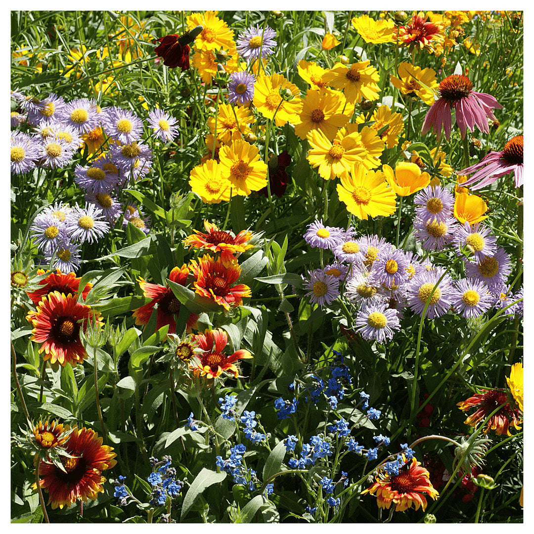 Organic Heirloom Mixed Oenothera Flower Seeds for Planting – Non-GMO, High Germination Evening Primrose Organic Gar | Neera Seeds product photo [neera-v4-2065890a5fea2a68d436]