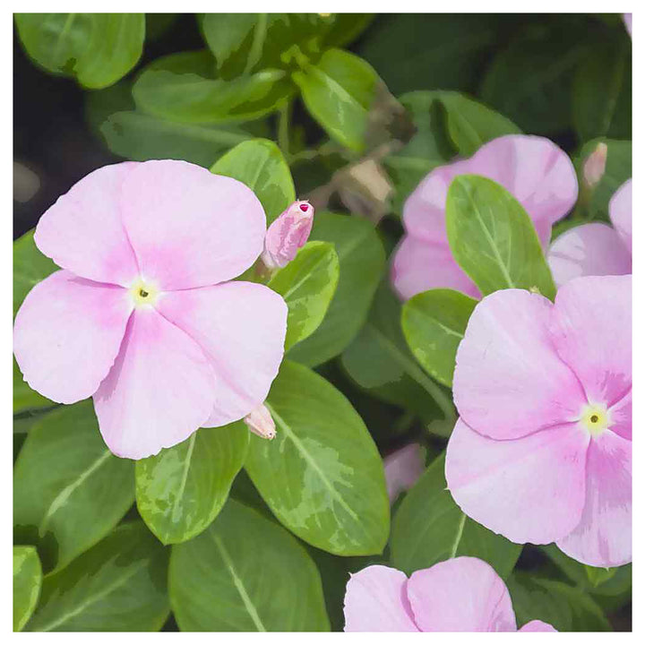 Heirloom Periwinkle (Vinca) Baby Pink Flower Seeds – Non-GMO, High Germination Organic Garden Seeds | Neera Seeds product photo [neera-v4-206697698f8fca3b972c]
