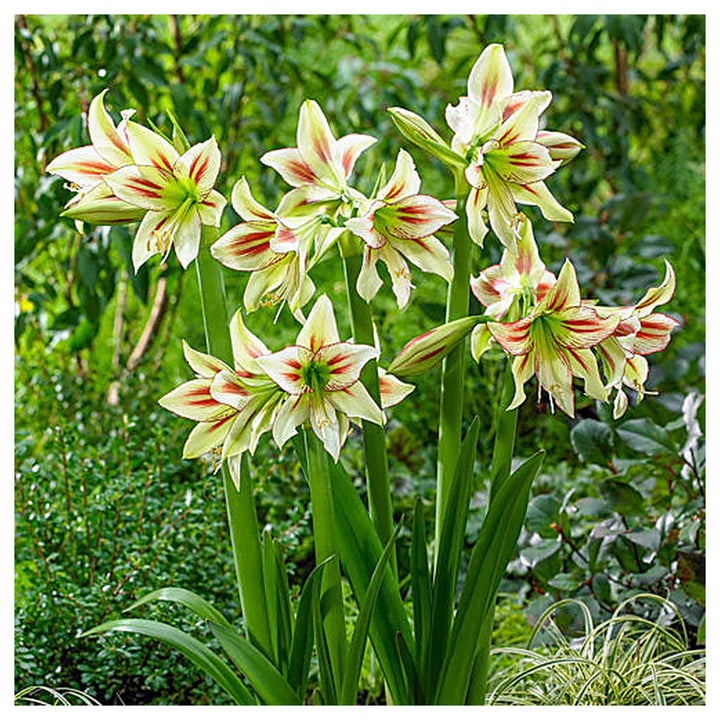 Heirloom Non-GMO Hippeastrum Rutilum Flower Seeds – High Germination Bulbs for Planting Organic GardenHeirloom Non- | Neera Seeds product photo [neera-v4-20927dba039c25795226]