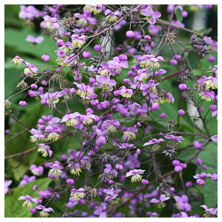 Thalictrum Flower Seeds – Heirloom, Non-GMO Seeds for Planting Delicate Airy Blooms | Neera Seeds product photo [neera-v4-20980bee7c0e53a553e1]