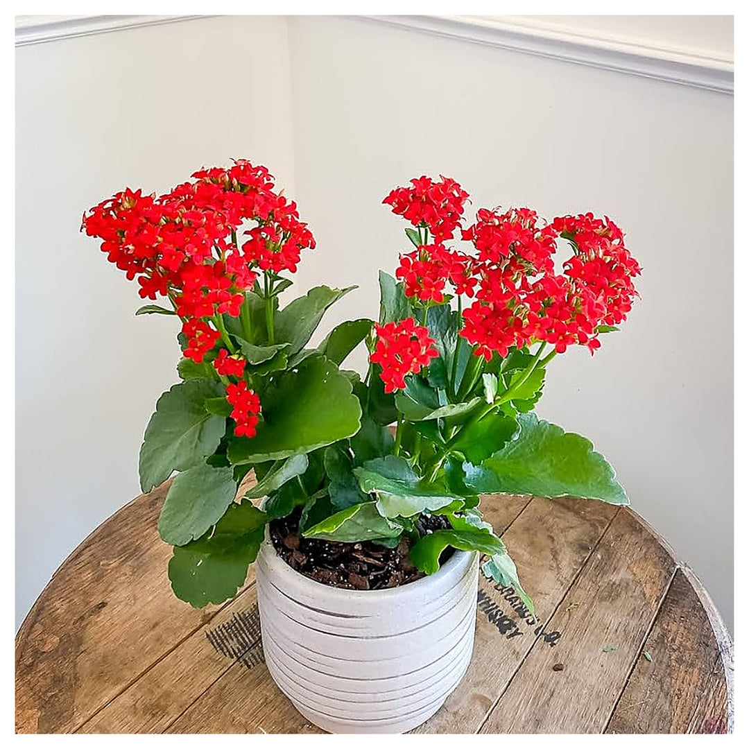 Red Longevity Flower Kalanchoe Mini Succulent Pots Flower Seeds Home Garden Planting, | Neera Seeds product photo [neera-v4-20a4163d177bfa670361]